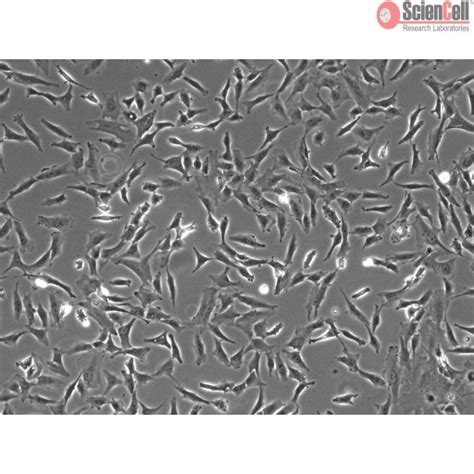 human astrocyte cell line