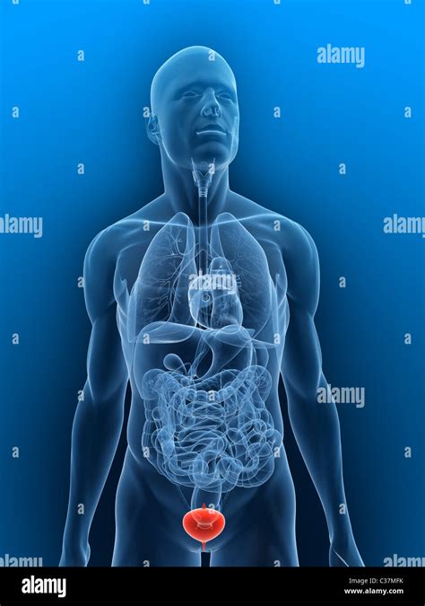 Human Body In Bladder