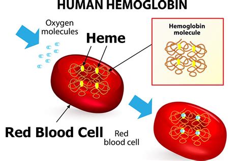 Human Body In Hemoglobin Quantity
