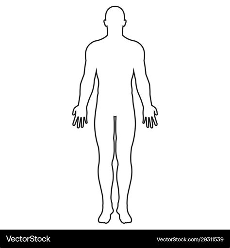 human body outline vector