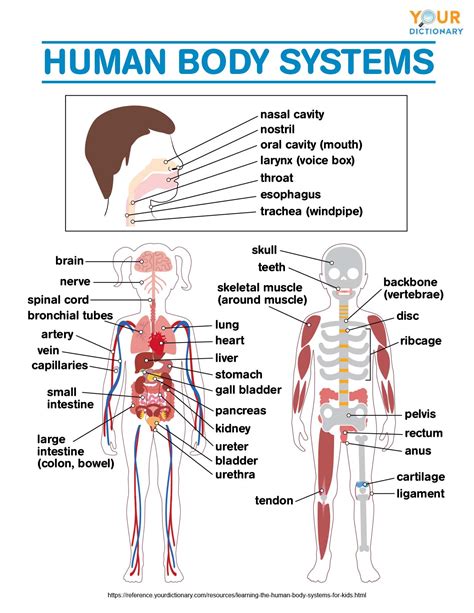 human body parts diagram