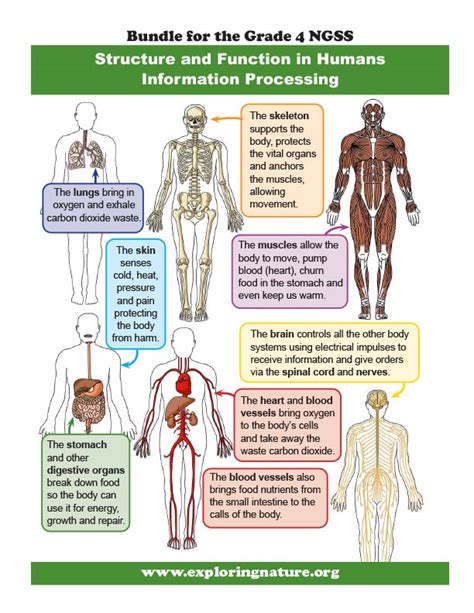 human body systems and their functions pdf