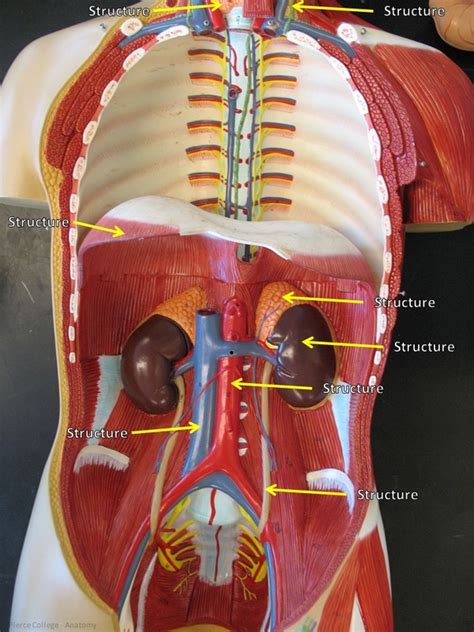 Human Body Torso Model Labeled
