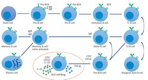 human cd19 expression in b cells