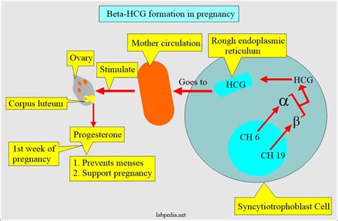 Understanding Human Chorionic Gonadotropin Pregnancy Test Accuracy