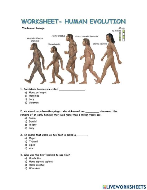 Human Evolution Kids Worksheets