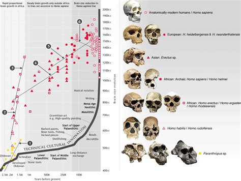 Human Fossil Record