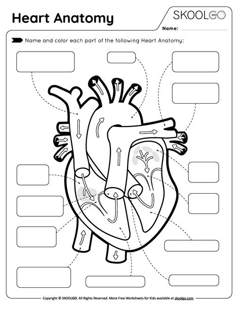 Human Heart Printable Lesson Plan