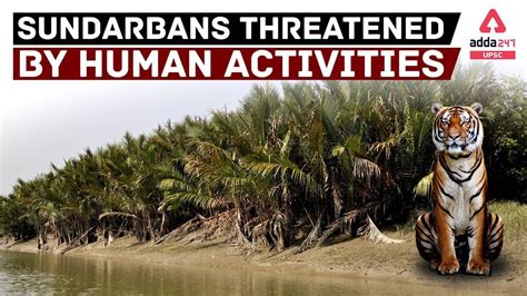 Human Intervention Sundarbans