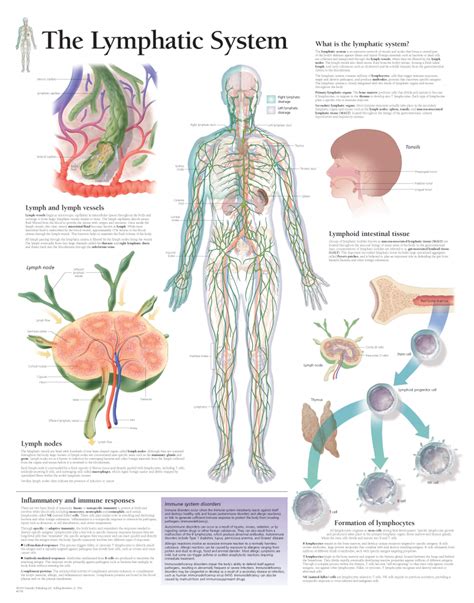 Human Lymphatic System Diagram Printable