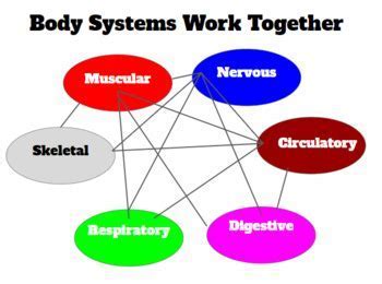 human movement involves the complex interplay of many body systems