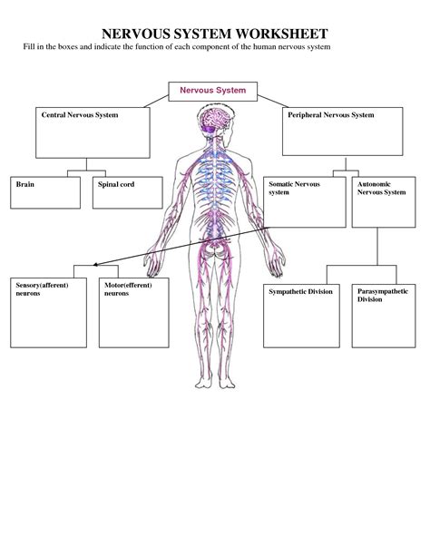 human nervous system diagram worksheet