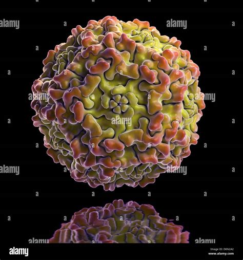 human parvo b19 virus