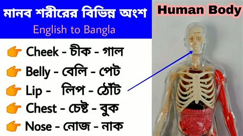 human remains meaning in bengali