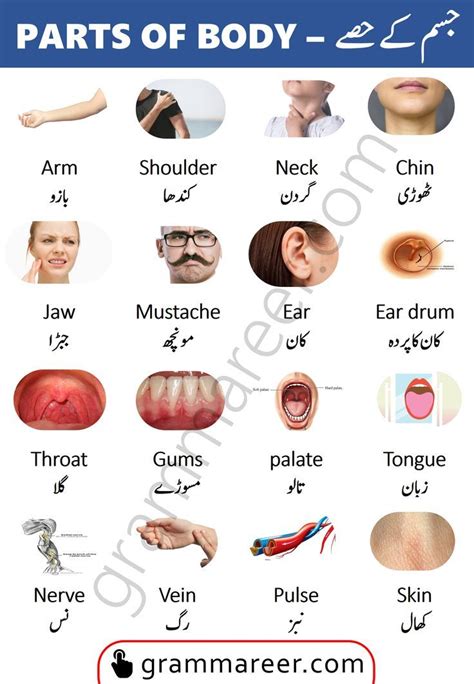 human remains meaning in urdu