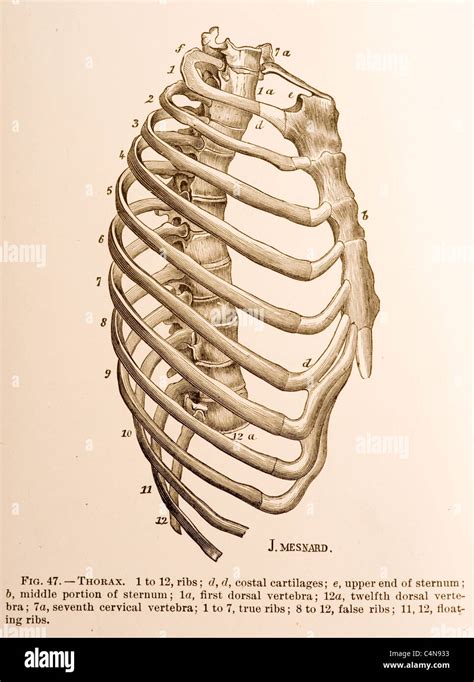 Human Rib Cage Side View