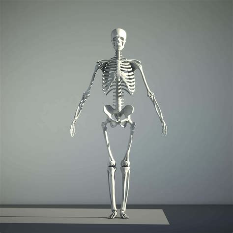 Human Skeleton Printable 3D