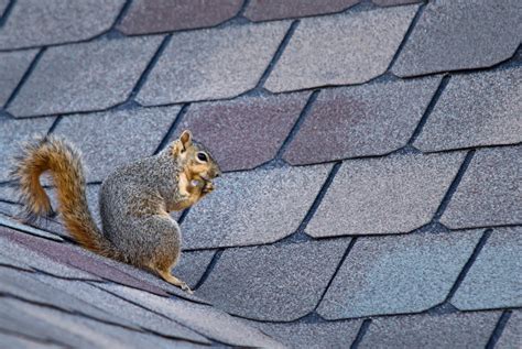 human squirrel removal near me