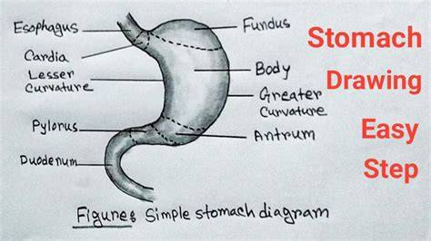 Stomach Clipart at GetDrawings Free download