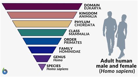 Human Taxonomy Chart