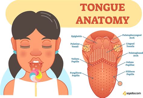 human tongue anatomy diagram