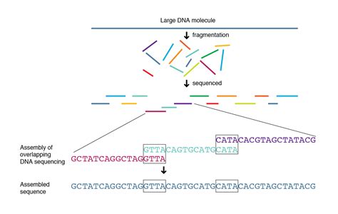 Human Whole Genome Shotgun Sequencing