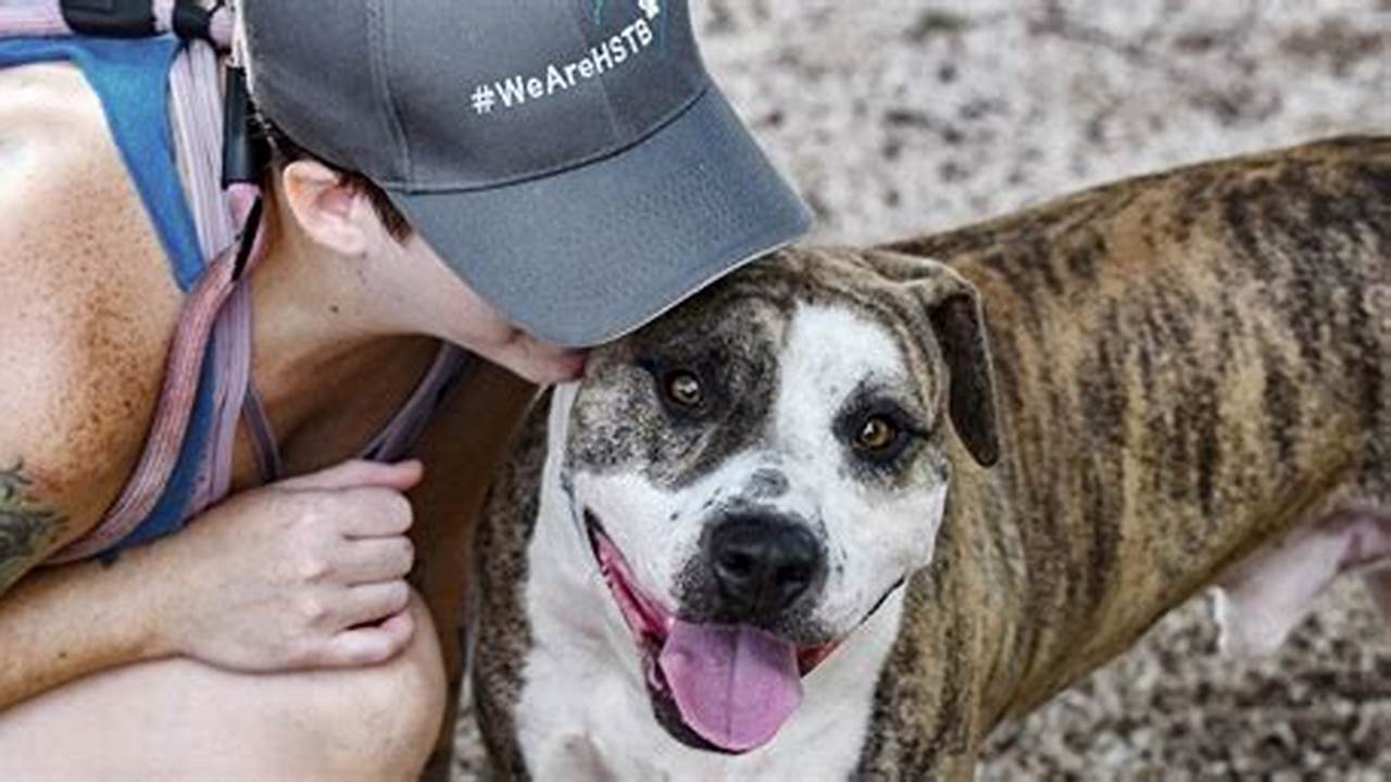 Humane Society of Tampa Bay: Caring Paws and Dedicated Volunteers