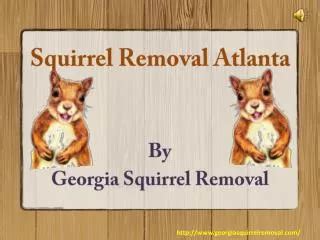 humane squirrel removal atlanta