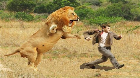 humans attacked by lions
