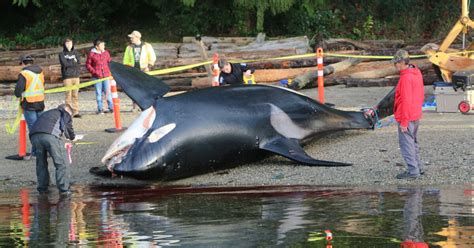 humans killed by orcas