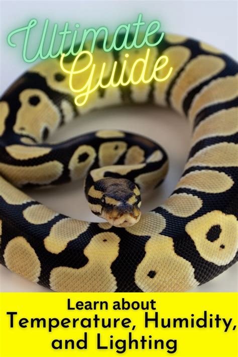 Humidity Temperature For A Ball Python