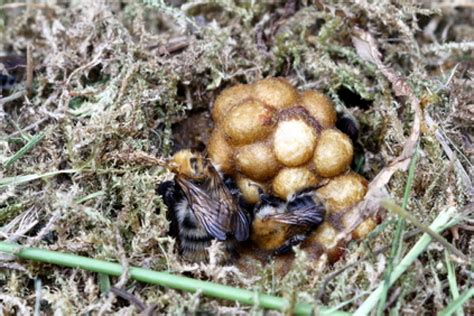 Hummelburg eine sichere Nisthilfe für wichtige Bestäuberinsekten