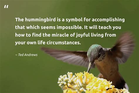 Hummingbird and hummningbird nest