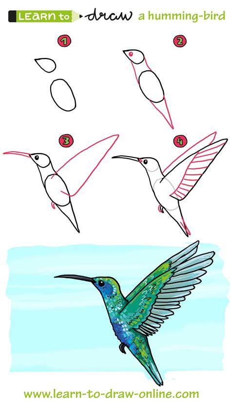 How to Draw a Hummingbird