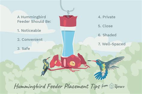 Hummingbird Feeder Placement Tips