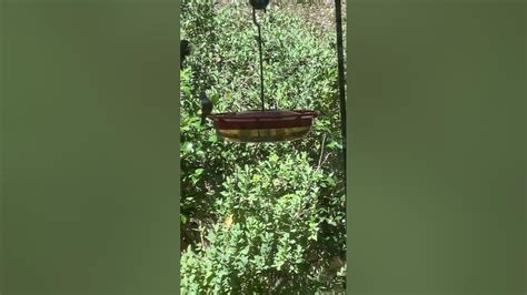 hummingbird mating ritual youtube