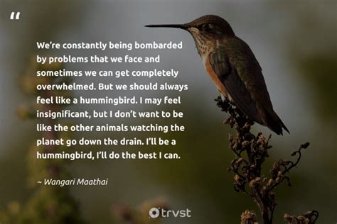 Hummingbird pollinating a flower