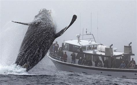 humpback whale attacks boat