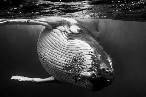 humpback whale black and white