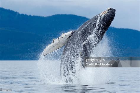 humpback whale breaching