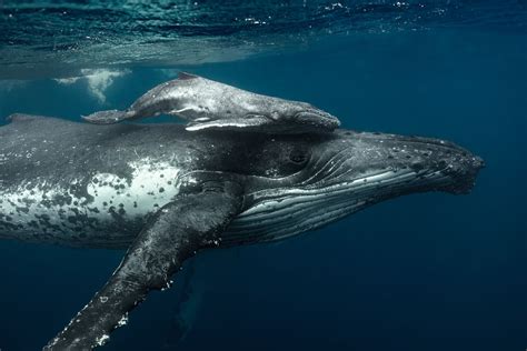 humpback whale calf length