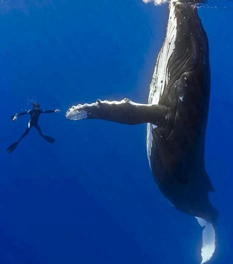 humpback whale compared to human