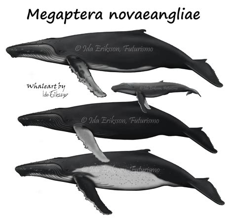 humpback whale fin size