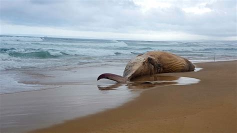 humpback whale found dead in amazon forest