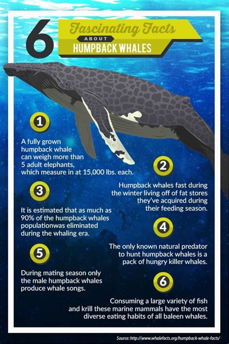 humpback whale fun facts