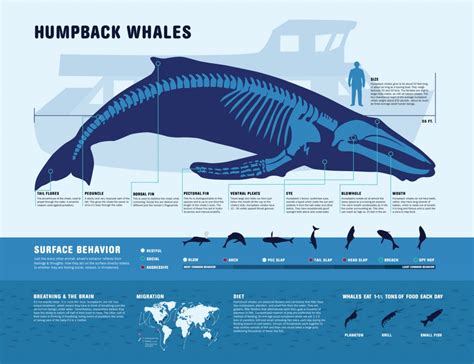 humpback whale length in feet
