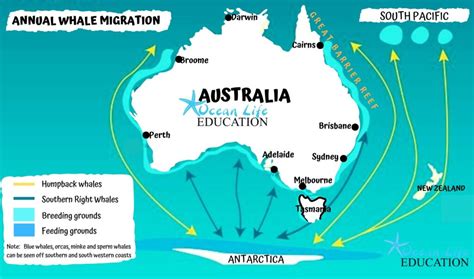 humpback whale migration australia