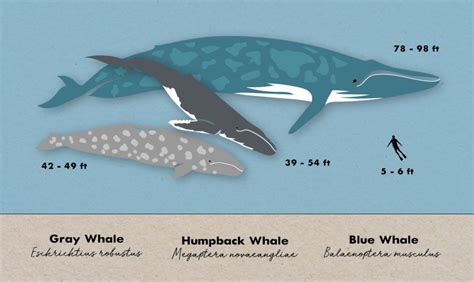 humpback whale size vs human
