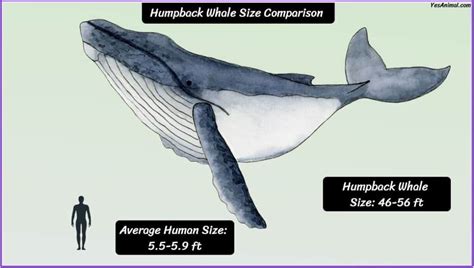 humpback whale size vs human resources