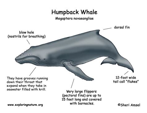 humpback whale species name